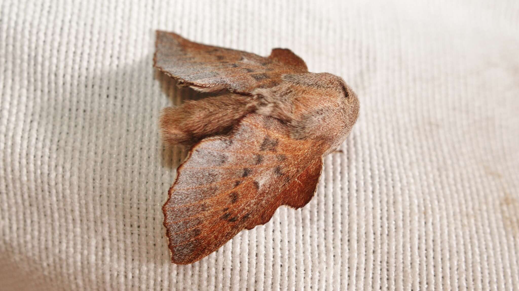 Image of Small Lappet Moth