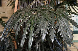 Image of False aralia