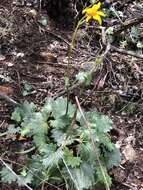 Image of Gander's ragwort