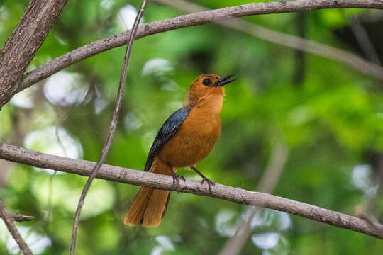 صورة Cossypha natalensis Smith & A 1840