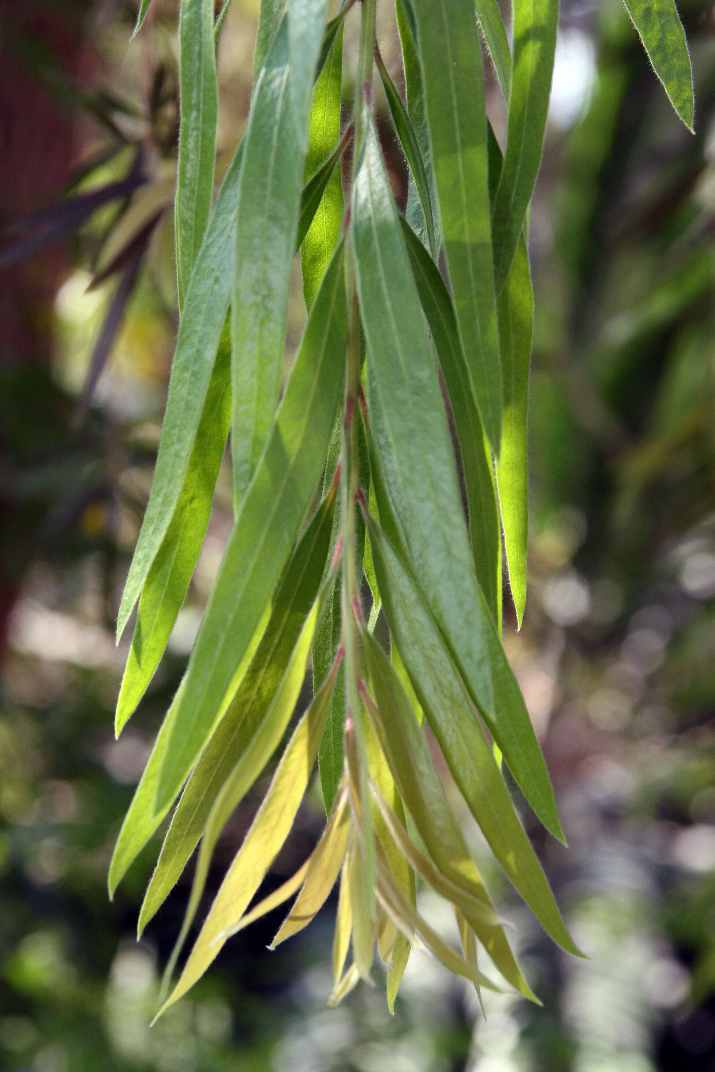 صورة Callistemon viminalis (Sol. ex Gaertn.) G. Don