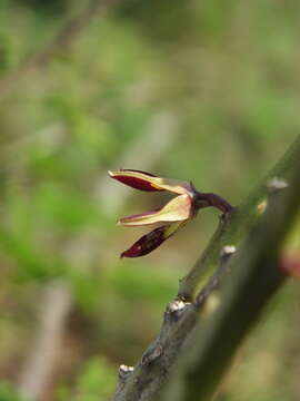 Caralluma adscendens var. bicolor的圖片