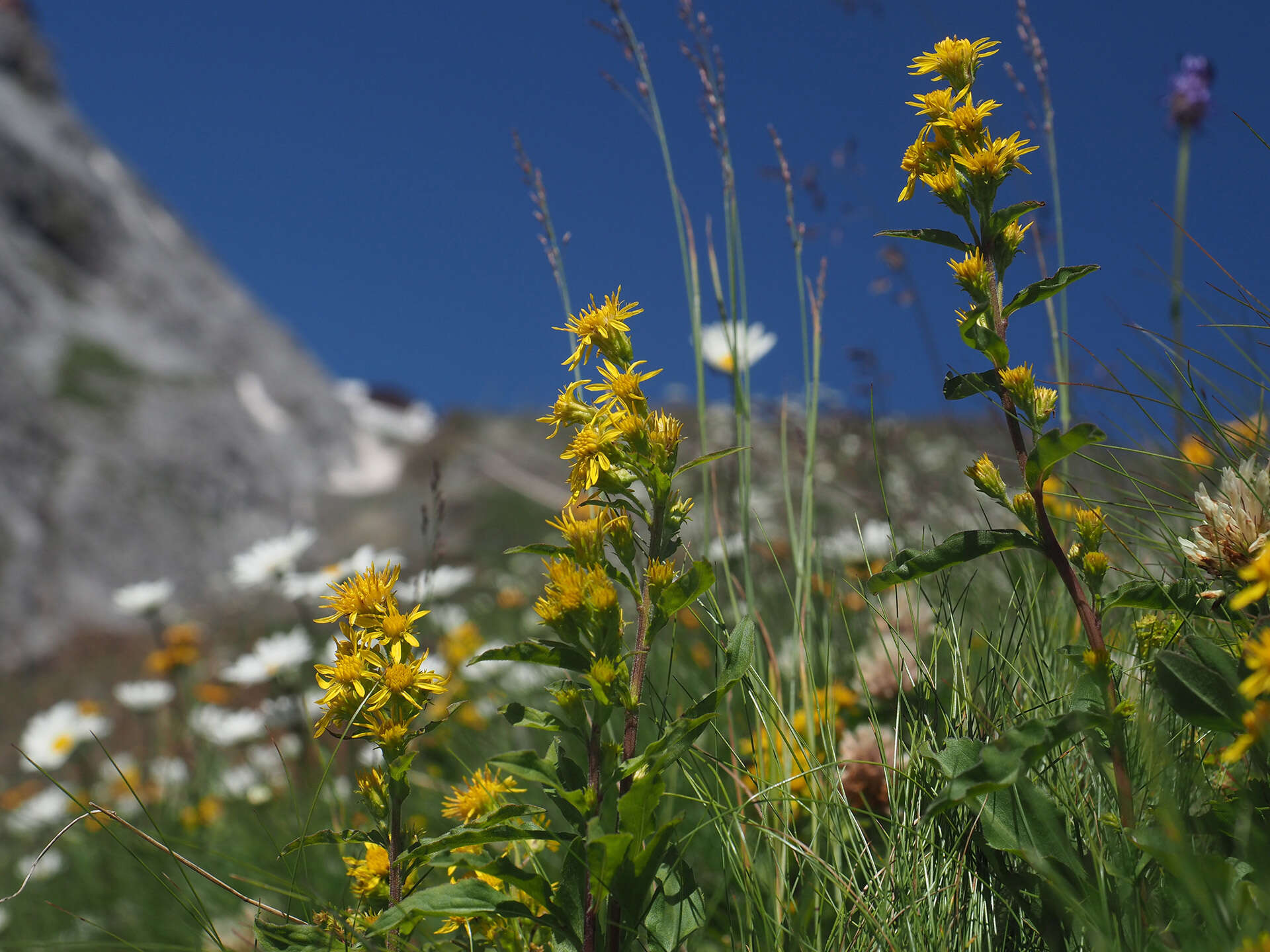 Imagem de Solidago virgaurea subsp. minuta (L.) Arcangeli