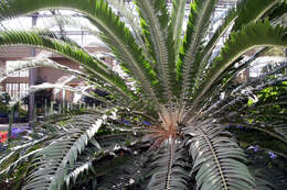 Image of Wood's Cycad