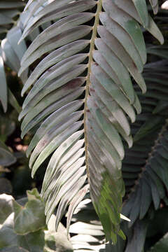 Image of Wood's Cycad