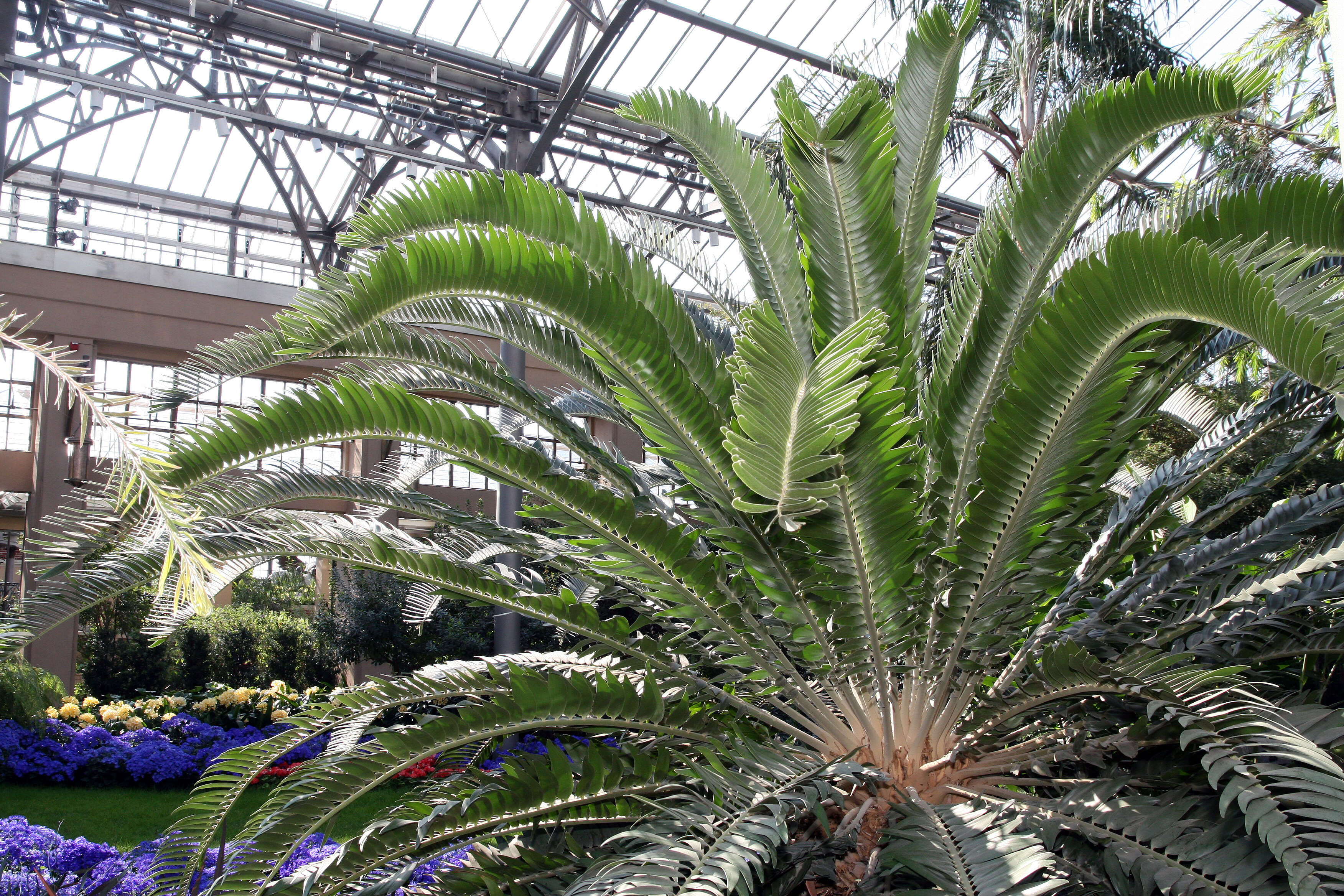 Image of Wood's Cycad