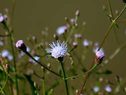 Chromolaena pedunculosa (Hook. & Arn.) R. King & H. Rob. resmi