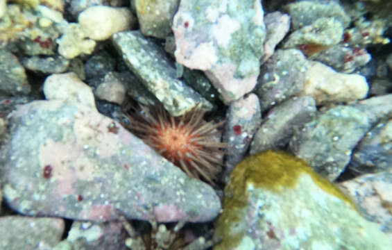 Image of reef urchin