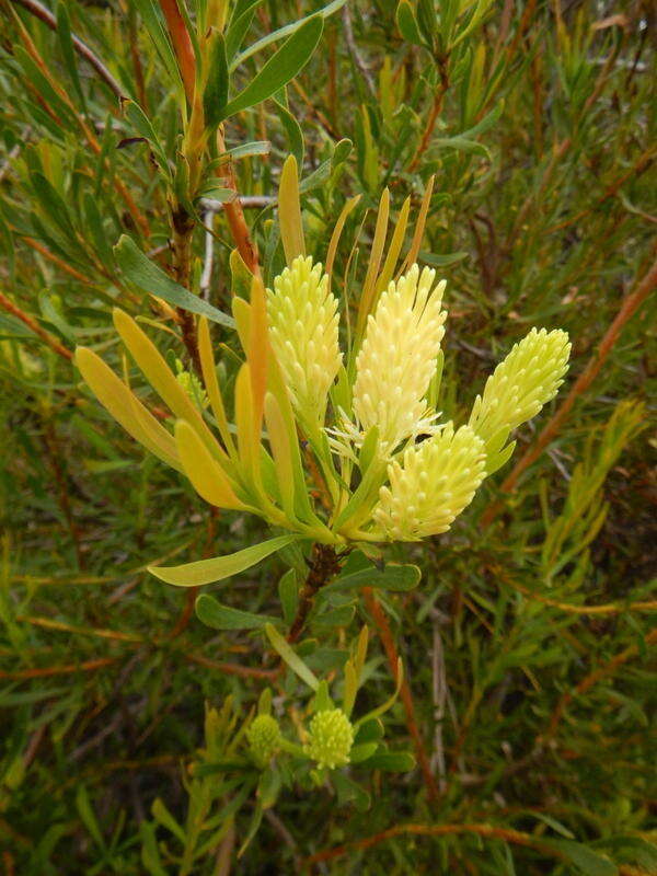 Image of Featherbush