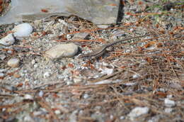 Image of Erhard's Wall Lizard