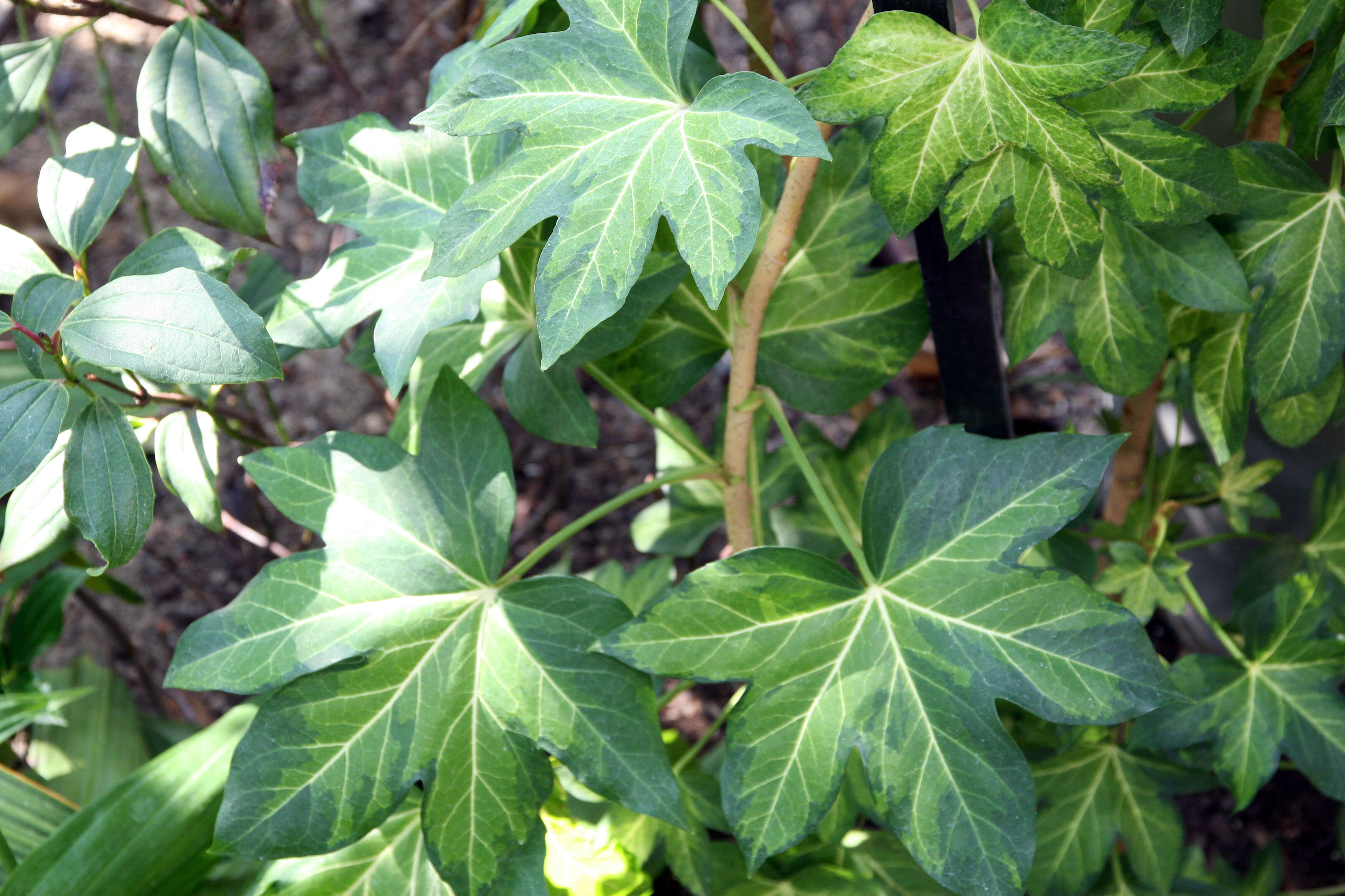 Image of Fatshedera lizei (Cochet) Guillaumin