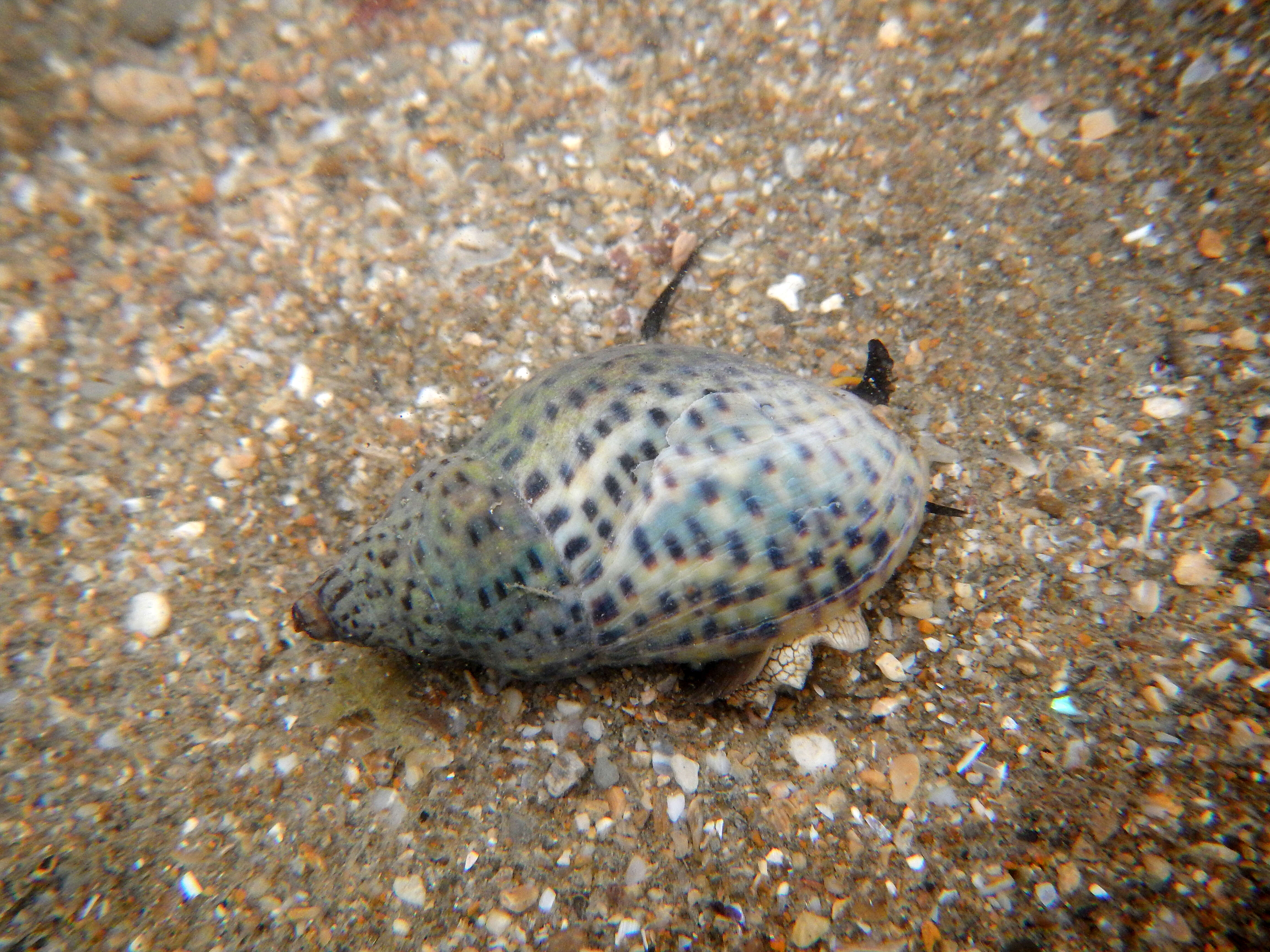 Image of Cominella adspersa (Bruguière 1789)