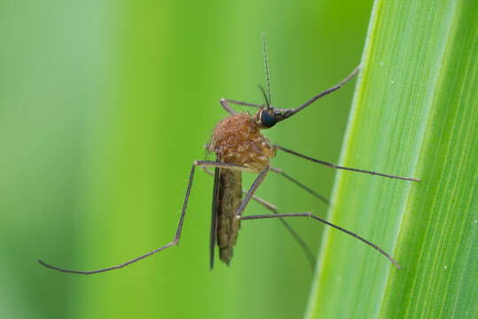 صورة Aedes cinereus Meigen 1818