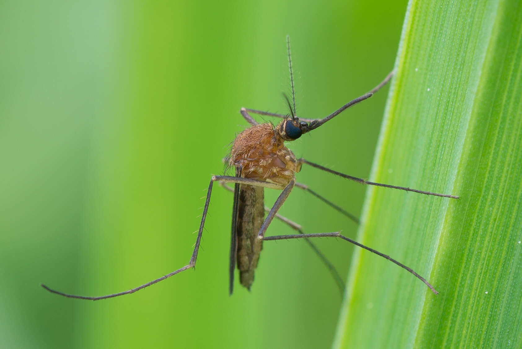 صورة Aedes cinereus Meigen 1818