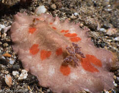 Image de Platydoris cinereobranchiata Dorgan, Valdés & Gosliner 2002