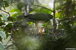 Image of White-bellied Goshawk