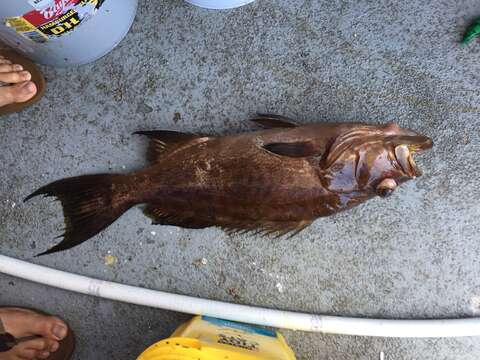 Image of Scamp Grouper