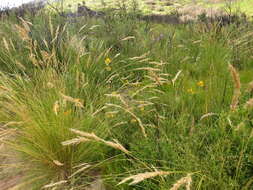 Image de Ixia odorata var. odorata