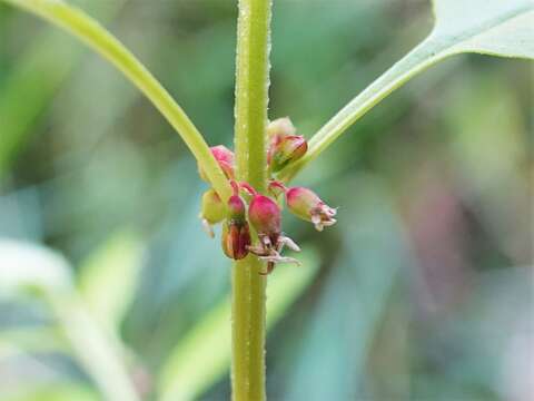 Imagem de Haloragis erecta subsp. erecta