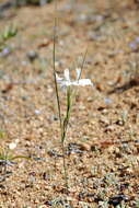 Image of Moraea fugax subsp. filicaulis (Baker) Goldblatt