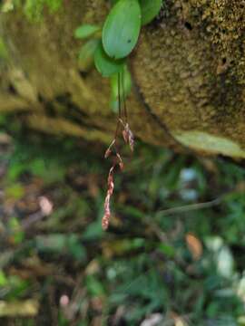 Image of Specklinia grobyi (Bateman ex Lindl.) F. Barros