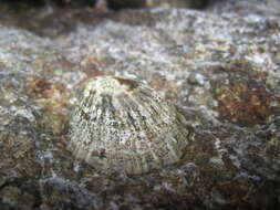 Image of Common limpet