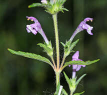 Image of Red hemp nettle