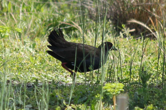 Image of Black-tailed Native-hen