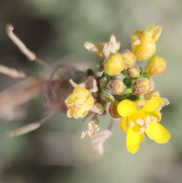 Plancia ëd Descurainia bourgaeana (E. Fourn.) Webb