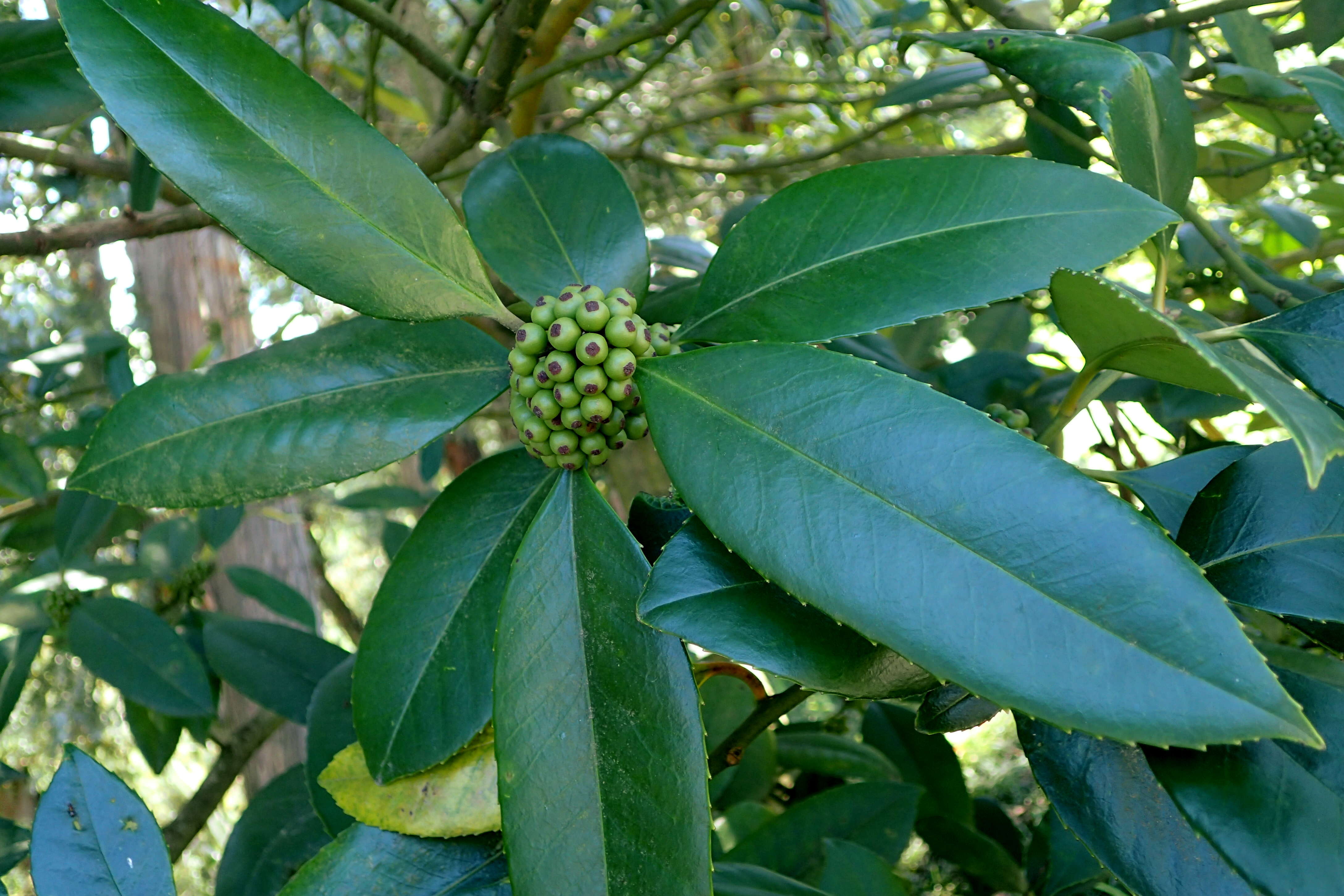 Image of Ilex latifolia C. P. Thunb. ex A. Murray