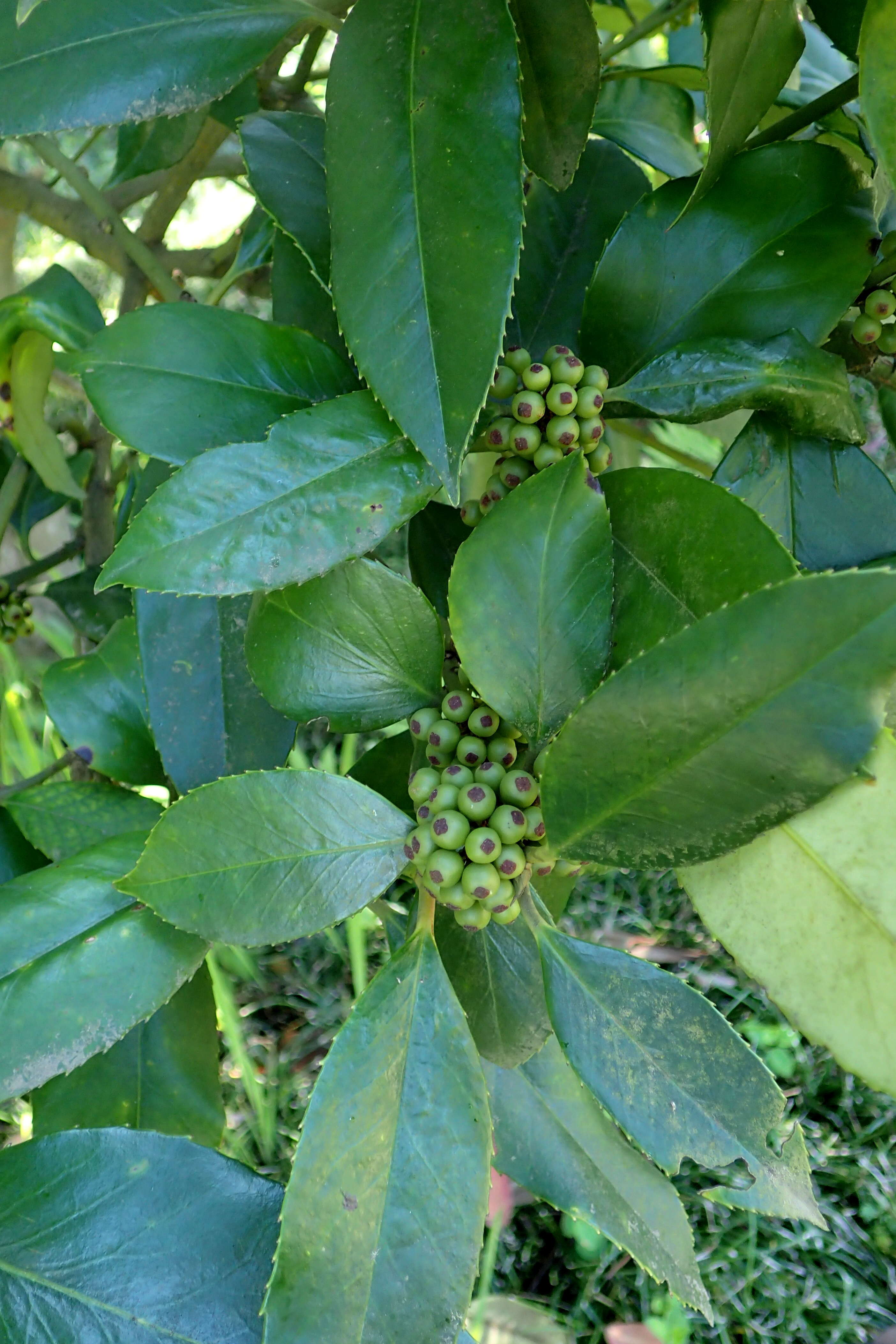 Image of Ilex latifolia C. P. Thunb. ex A. Murray