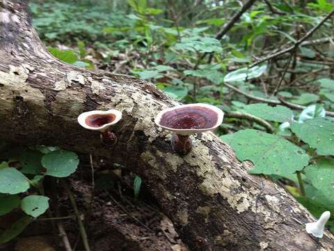 Microporus xanthopus (Fr.) Kuntze 1898 resmi