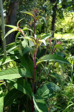 Image of purple cestrum