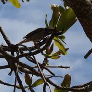 Image of Mangrove Honeyeater