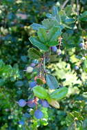 Image of Darwin's berberis