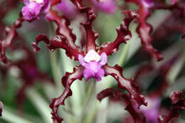 Image of Laelia undulata (Lindl.) L. O. Williams