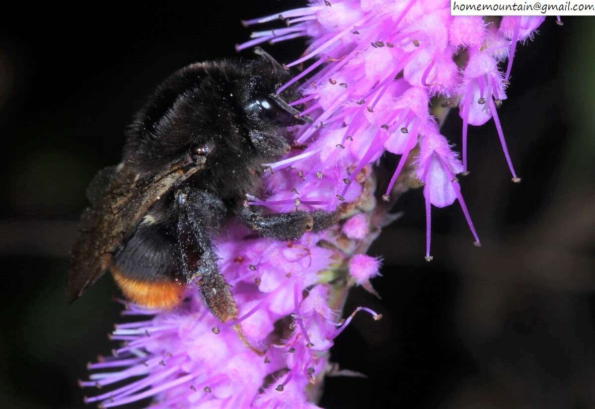 Image of Bombus ignitus Smith 1869