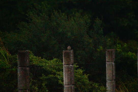Image of Cinnamon-tailed Sparrow