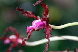 Image of Laelia undulata (Lindl.) L. O. Williams