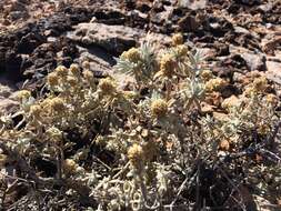 Image of Utah butterflybush