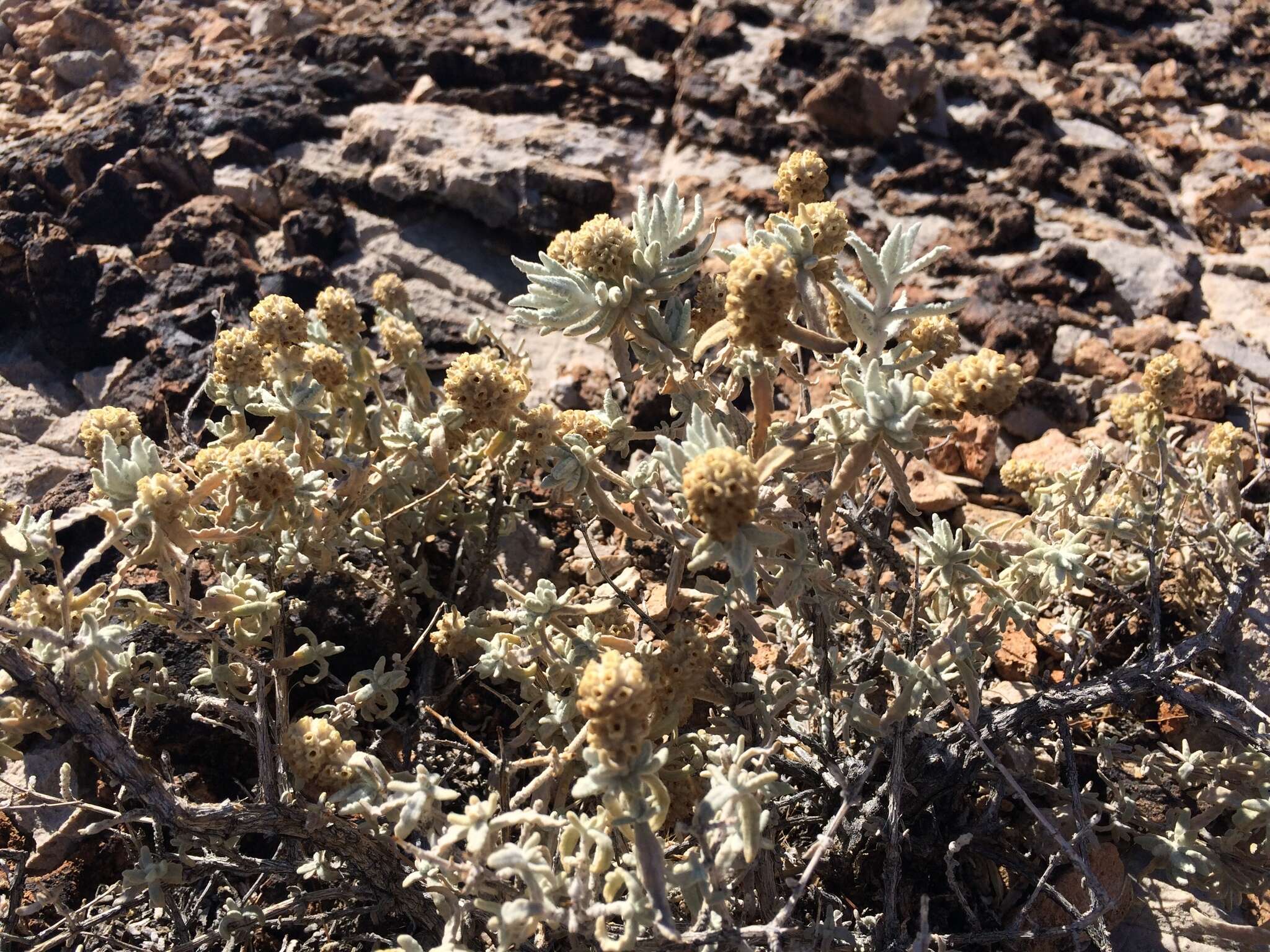 Image of Utah butterflybush