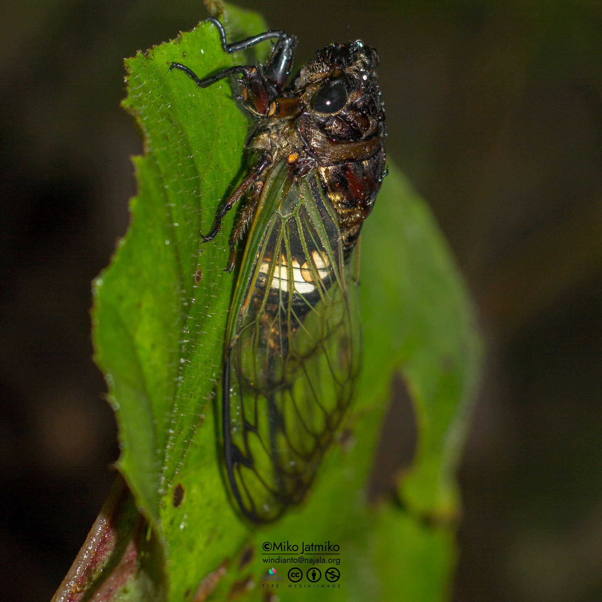 Image of Cryptotympana acuta (Signoret 1849)