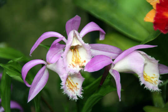 Pleione formosana Hayata resmi