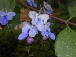 Image of Blue cat's whiskers