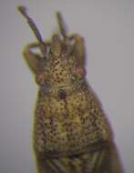 Image of Cymophyes (Cymophyes) golodnajana Seidenstucker & G. 1953