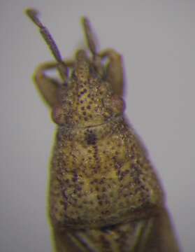 Image of Cymophyes