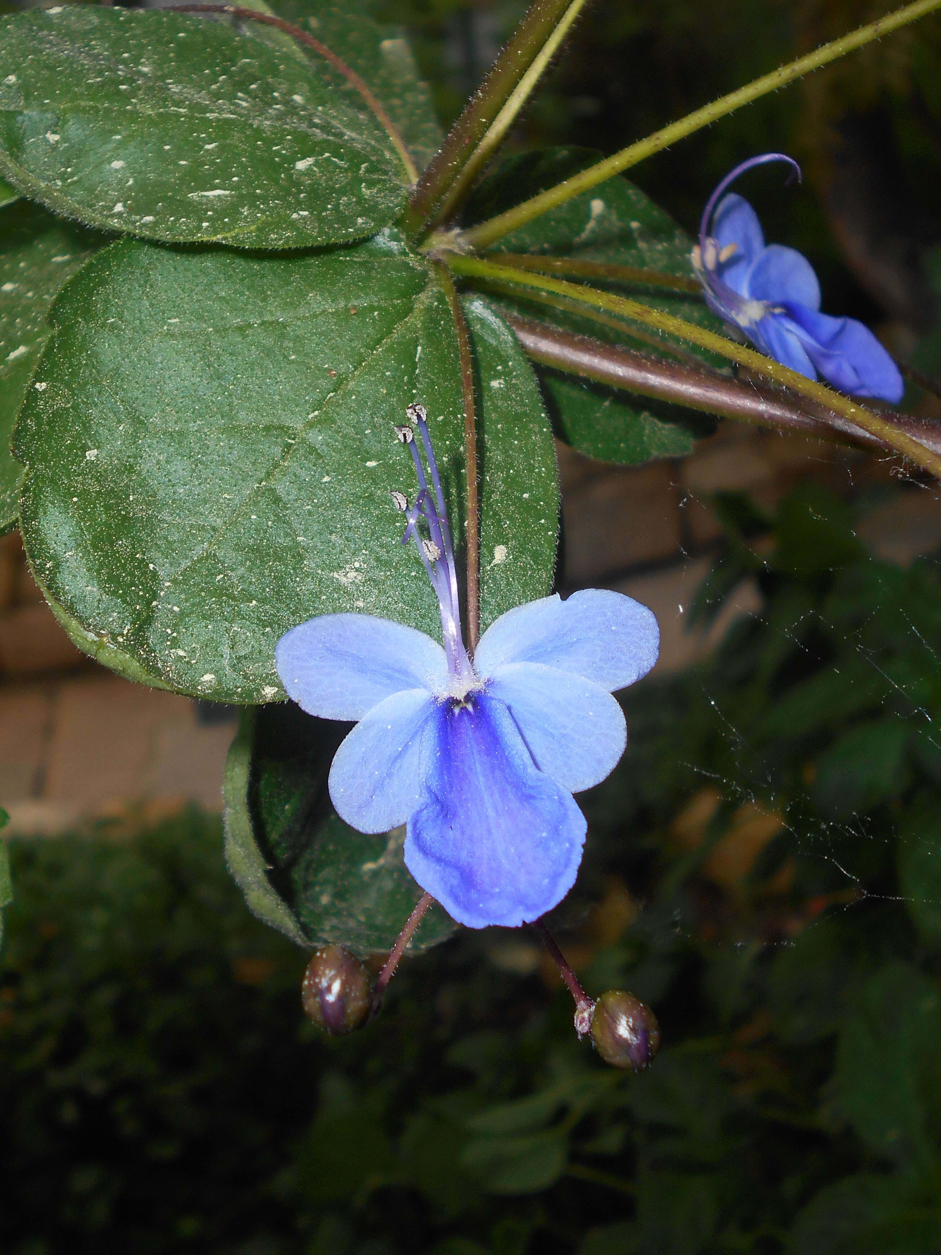 Слика од Rotheca myricoides (Hochst.) Steane & Mabb.