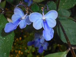 Image of Blue cat's whiskers