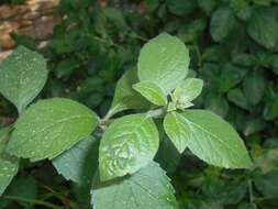 Image of Blue cat's whiskers