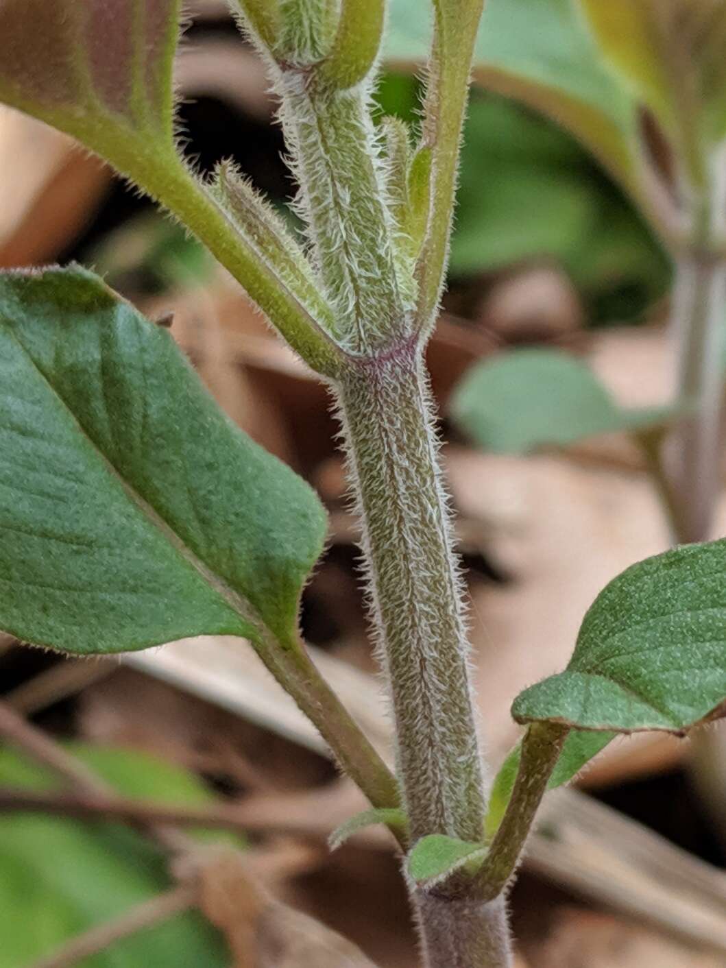 Image of hoary mountainmint
